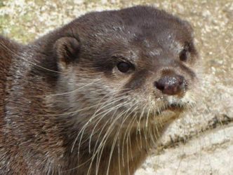 zoo-minis-aue-031 zoo minis aue 031