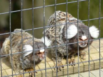 zoo-minis-aue-063 zoo minis aue 063