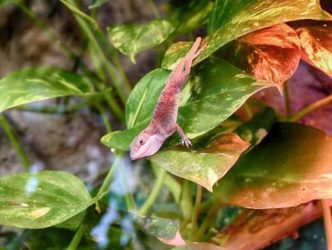 zoo-minis-aue-074 zoo minis aue 074