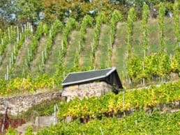 Schloss Wackerbarth Weingut Bild 073