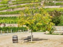 Schloss Wackerbarth Weingut Bild 079