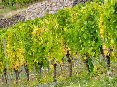 Schloss Wackerbarth Weingut Bild 104