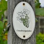 Schloss Wackerbarth Weingut Bild 131