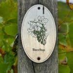 Schloss Wackerbarth Weingut Bild 133