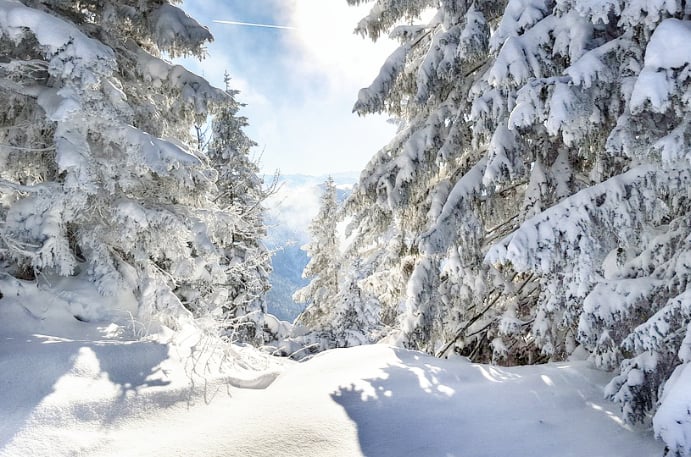 Wald und Wintersport