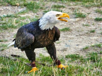 Greifvogelvorführung Weinberge Proschwitz Greifvogelshow 18