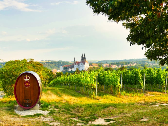 Weinberge am Schloss Proschwitz mit Blick auf den Dom Meissen