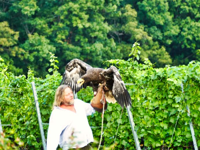 Falkner und Tiertrainer Hans-Peter Schaaf