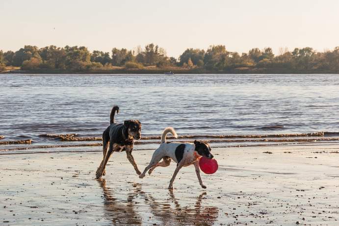 Hunde spielen an der Elbe