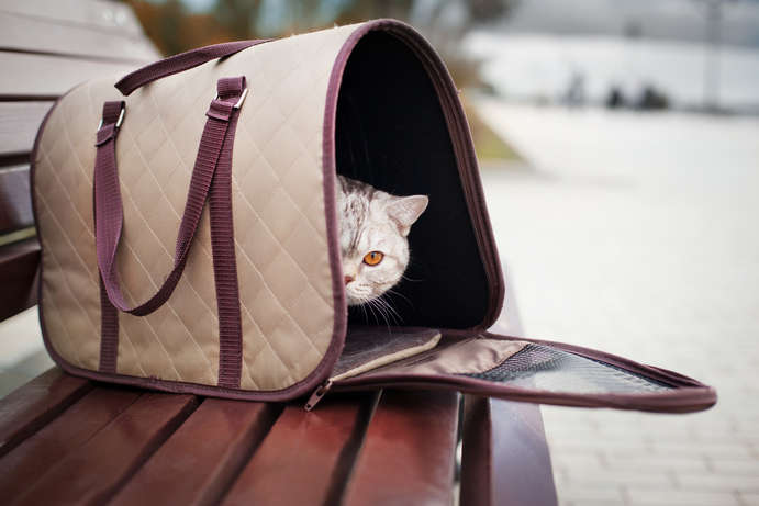 Transporttasche für Katze