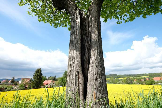 Oberlausitz