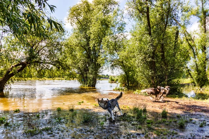 Hunde an der Elbe