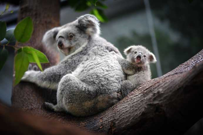 Koala Erin als Jungtier im Zoo Duisburg 