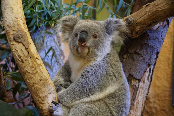 Koala Eerin Ankunft im Zoo Dresden / Bild: Zoo Dresden