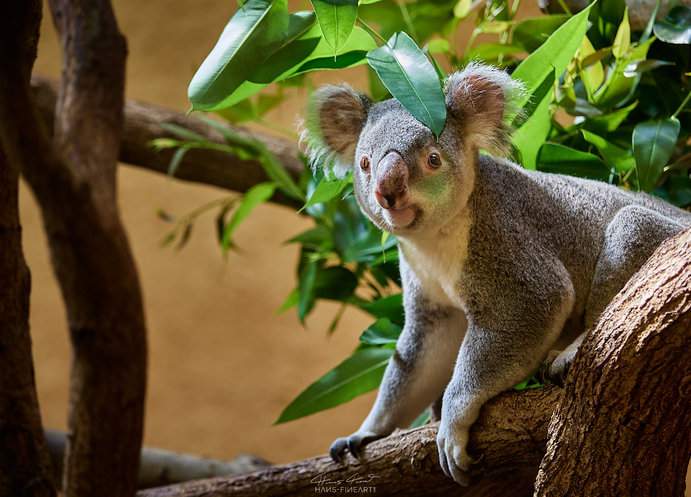 Koala Mullaya Zoo Dresden / Bild: Hans Fineart