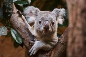 Koala Mullaya Zoo-Dresden / Bild: Hans Fineart