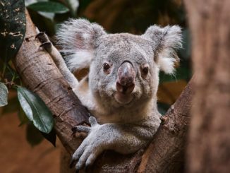 Neues Koala-Weibchen im Zoo Dresden Koala Mullaya Zoo-Dresden / Bild: Hans Fineart