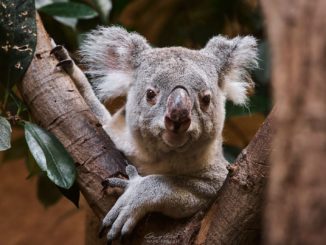 Koala Mullaya Zoo-Dresden / Bild: Hans Fineart