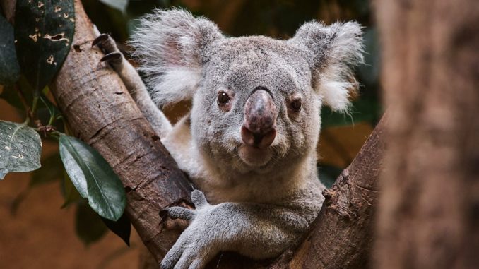 Koala Mullaya Zoo-Dresden / Bild: Hans Fineart