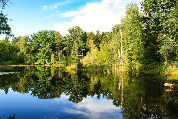 Silbersee in der Dresdner Heide