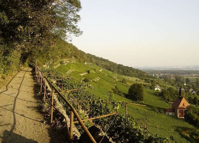 Königlicher Weinberg in Pillnitz