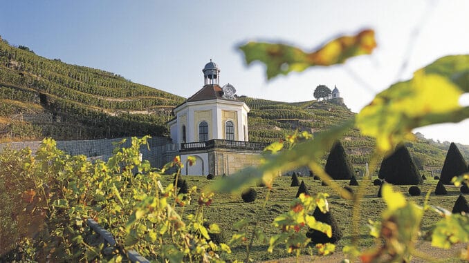 Schloss Wackerbarth Weinberge