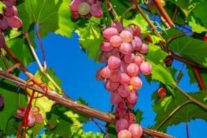 Weinfest Radebeul