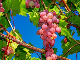 Weinfest Radebeul