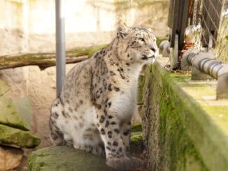 Schneeleopard Bataar
