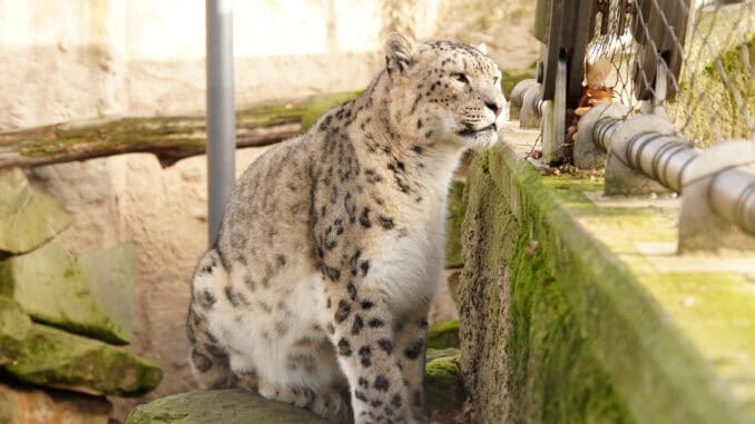 Schneeleopard Bataar