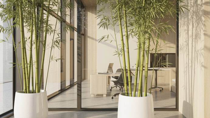 Pflanzen als Corporate Design-Element: grün denken, modern einrichten Bambus im Büro als Designelement