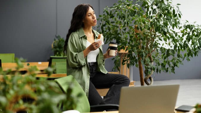 Dekorative Pflanzen im Büro