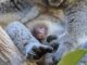 Jungtier von Koala Eerin Bild: Olaf Lohnitz